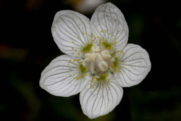 Parnassia Palustris Rflower Summe Blanco Vista Cerca —  Fotos de Stock