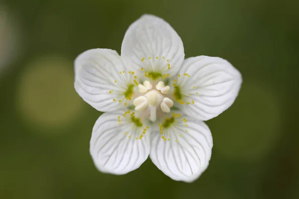 Parnassia Palustris White Summe Rflower Close View — Stock Photo, Image