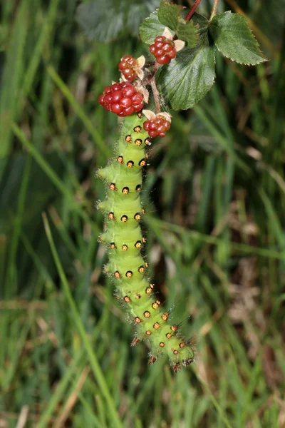 Grön larv på blad — Stockfoto