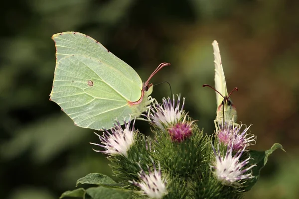 Papillon assis sur la plante — Photo