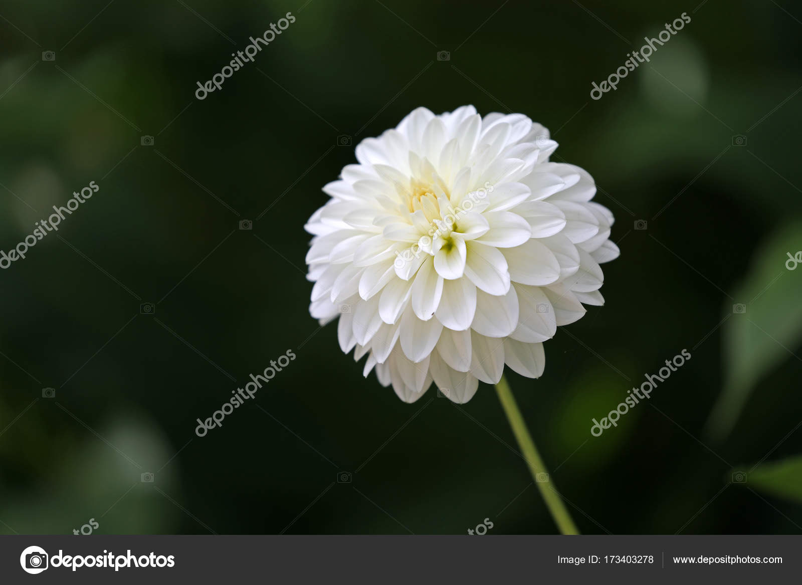 Dahlia fleur rose image libre de droit par EBFoto © #173403278