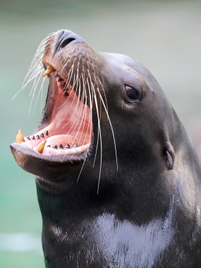 Californian sea lion, close up view clipart