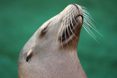 Californian sea lion, close up view clipart