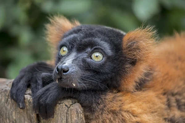 Lemure Arruffato Rosso Natura — Foto Stock