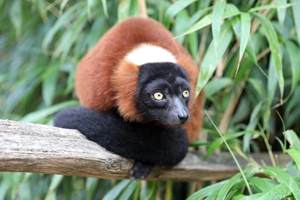 Červená Ruffed Lemur Přírodě — Stock fotografie