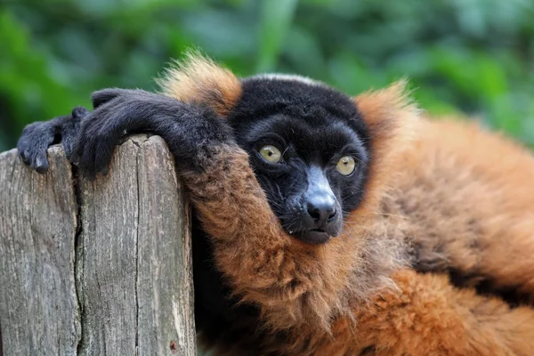 红色毛狐猴在自然 — 图库照片