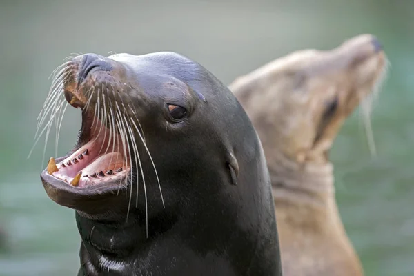 Kalifornischer Seelöwe Nahsicht — Stockfoto