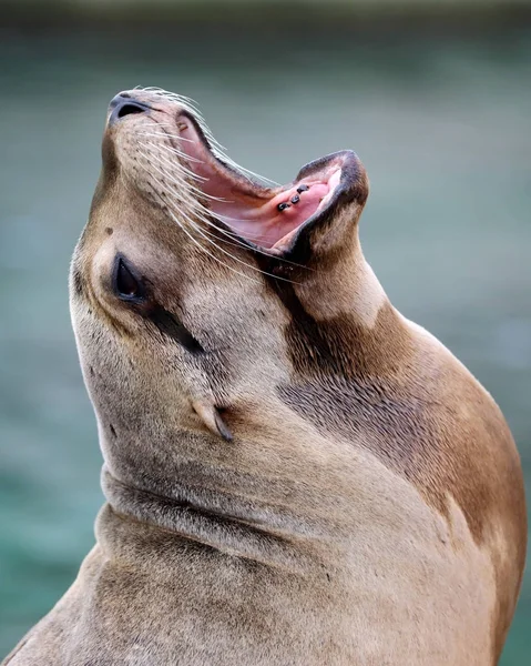 Kalifornischer Seelöwe Nahsicht — Stockfoto