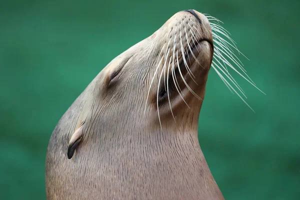 Kalifornischer Seelöwe Nahsicht — Stockfoto