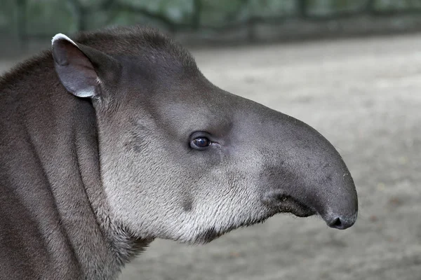 A természetben vadon élő tapír — Stock Fotó