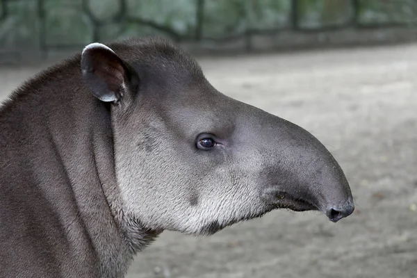 Vilda Tapir i naturen — Stockfoto