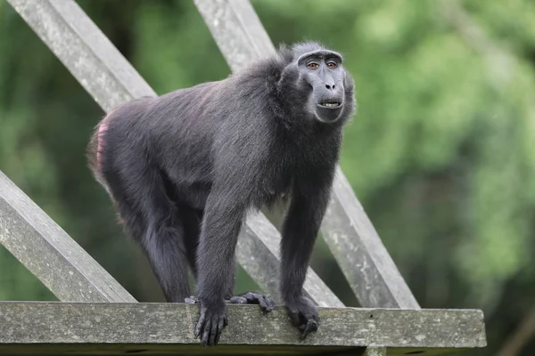 Tepeli makak hayvan — Stok fotoğraf