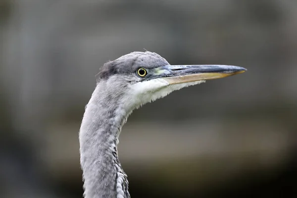 Blue Heron pták — Stock fotografie