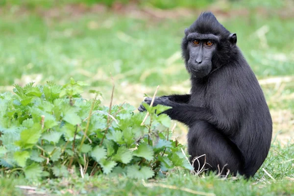 Macaque à crête — Photo