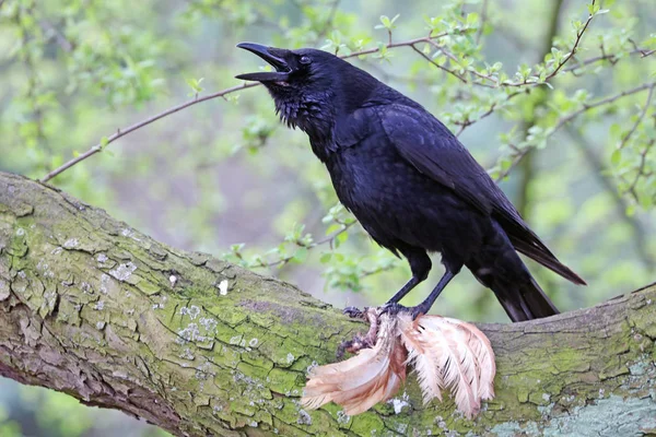 Utsikt över crow i naturen — Stockfoto