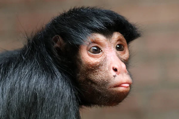 Singe araignée avec bébé — Photo