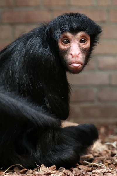 Mono araña con bebé —  Fotos de Stock