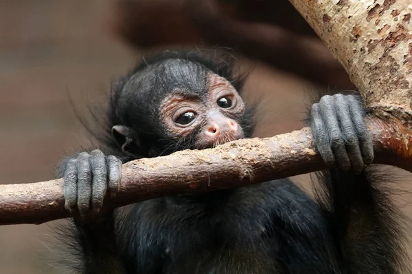 Spin aap met baby — Stockfoto