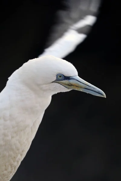 Kuzey gannet seabird — Stok fotoğraf
