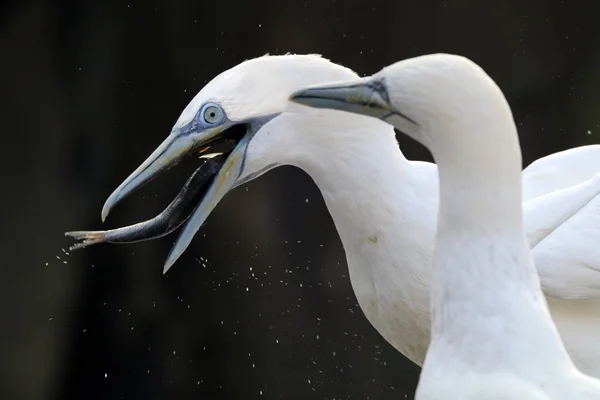 Kuzey gannet seabird — Stok fotoğraf