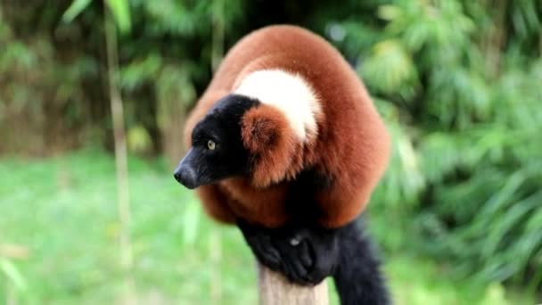 Red Ruffed Lemur Close — Stock Video