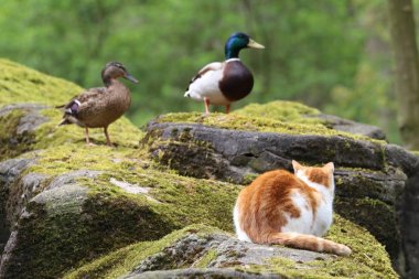 Kayanın üzerinde oturan ve kuşlara bakarak kedi