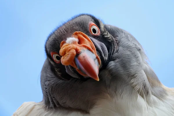 King Vulture Nature Close View — Stock Photo, Image