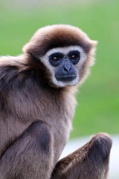 Gibbon-Affe — Stockfoto