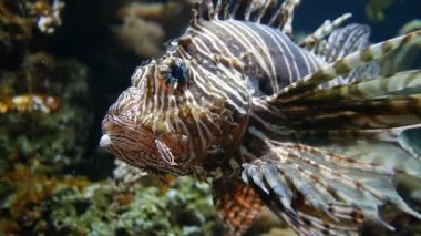 Güzel aslan balığı n mavi su