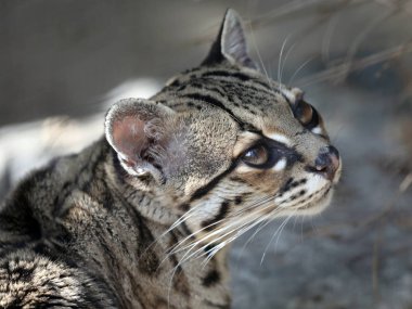 kedi oturma Bisiklet