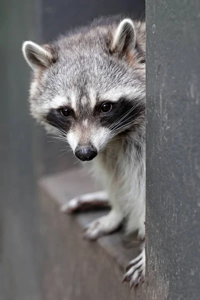 Funny Raccoon Close View — Stock Photo, Image