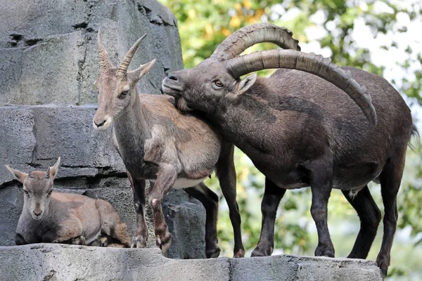 Ibex Alpino Vista Natureza — Fotografia de Stock