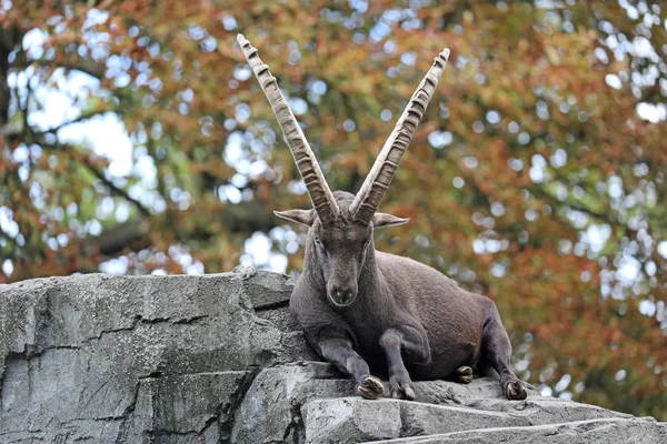 Ibex Alpino Vista Natureza — Fotografia de Stock