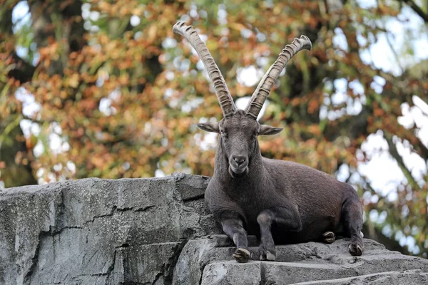 Ibex Alpin Vedere Natură — Fotografie, imagine de stoc