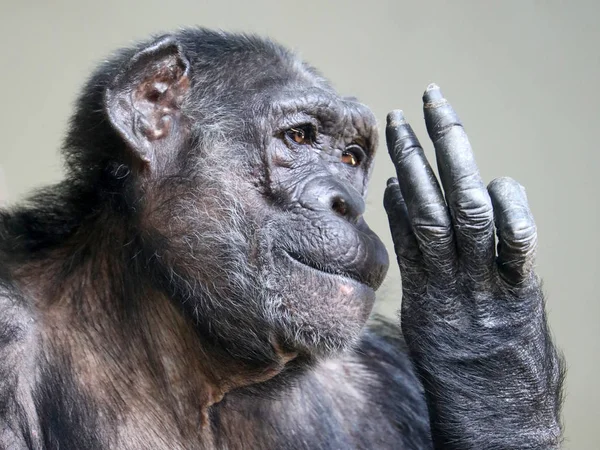 Portrait Chimpanzé Femelle Vue Près — Photo