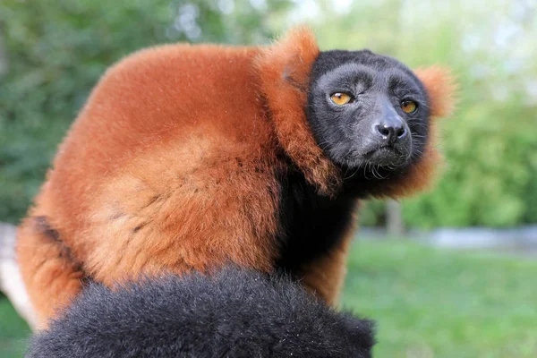 Červená Lemur Strom Přírodě Detailní Zobrazení — Stock fotografie
