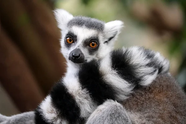 Ring Tailed Lemur Close View — Stock Photo, Image