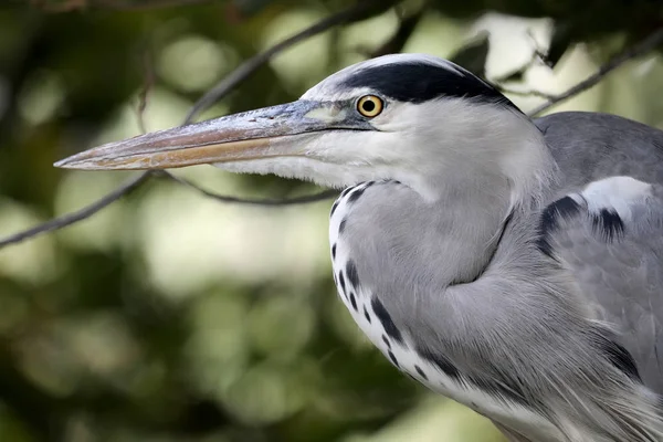 Garza azul pájaro — Foto de Stock