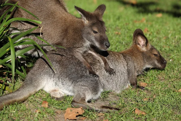 Bennett's wallaby mother and child — Stock Photo, Image