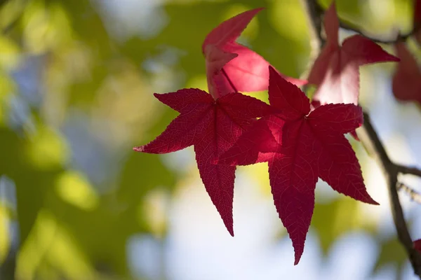 Закрыть Красные Осенние Листья — стоковое фото