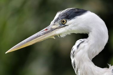 Mavi balıkçıl kuş