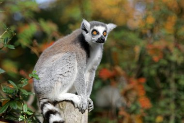 Ring-Tailed lemur yakın çekim