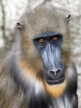 Genç Mandrill'di, doğa, görünümü kapatın