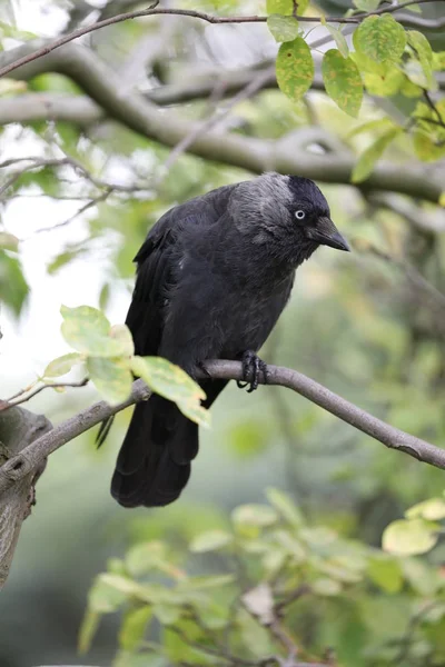 Vue du corbeau dans la nature — Photo