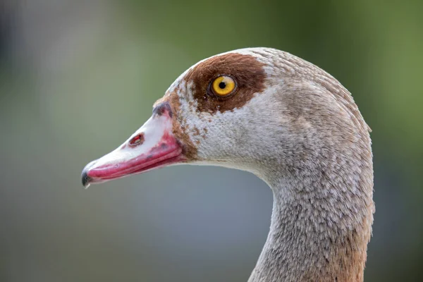 Pájaro ganso de Greylag — Foto de Stock