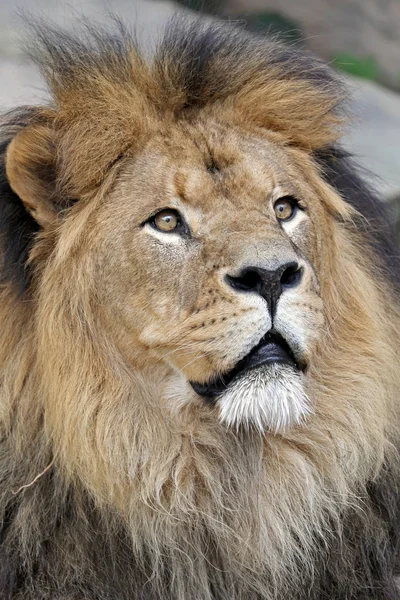 Portrait Lion Mâle Vue Rapprochée — Photo