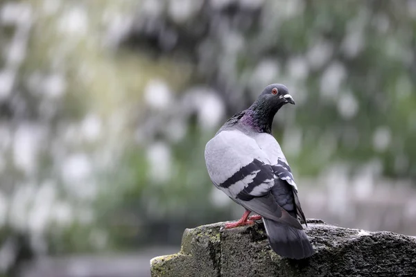 Pigeon Devant Cascade Vue Rapprochée — Photo