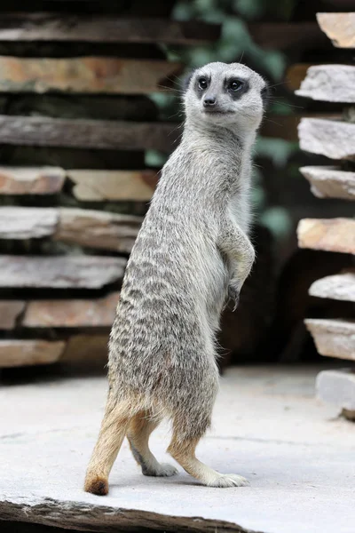 Meerkat parado en el parque —  Fotos de Stock