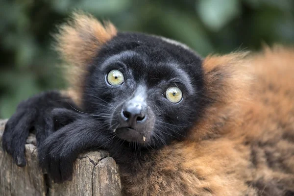 Vahşi kırmızı lemur — Stok fotoğraf