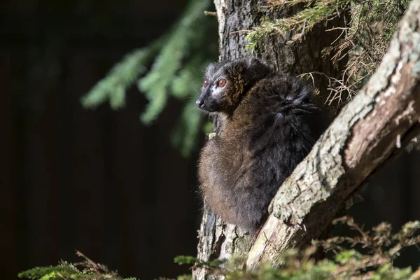 Nahaufnahme eines Ringelschwanzmaki — Stockfoto